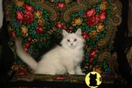 siberian kitten posted by sineglazka