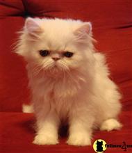 persian kitten posted by Persianpaws