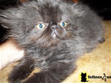 exotic shorthair kitten posted by tufur