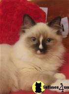 ragdoll kitten posted by MistyRun Ragdolls