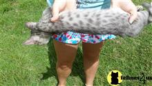 bengal kitten posted by preciouspawsnclaws