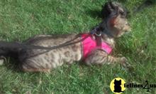 bengal cat posted by preciouspawsnclaws