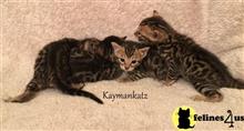 bengal kitten posted by jmiller@kaymankatz.com