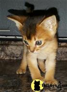 abyssinian kitten posted by toberzinsky