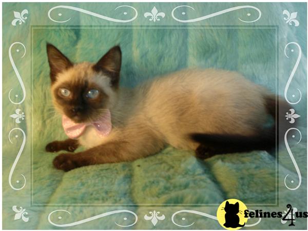 slinkycatcfa Picture 1