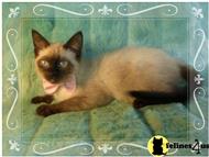 siamese cat posted by slinkycatcfa