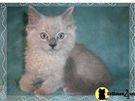 ragdoll cat posted by slinkycatcfa