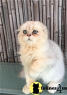 scottish fold kitten posted by kittybell