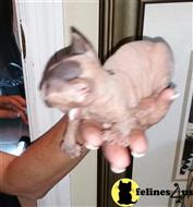 sphynx kitten posted by medrwho2