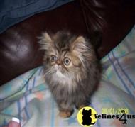 persian kitten posted by Kaycee