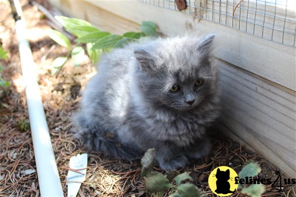 Persian kitten for sale