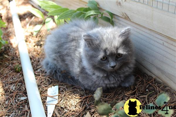 Persian kitten for sale