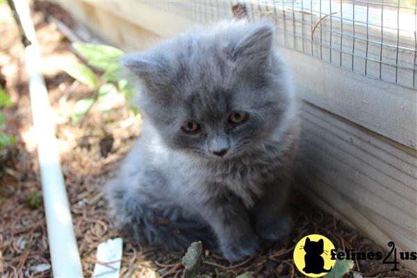 Persian kitten for sale