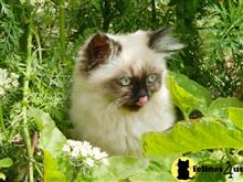 himalayan kitten posted by Kismet