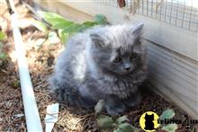 persian kitten posted by Kismet