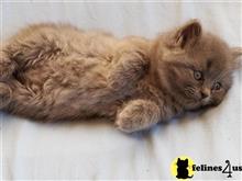 persian kitten posted by Kismet