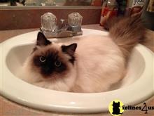 ragdoll kitten posted by Kismet