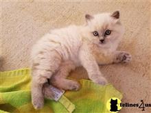 ragdoll kitten posted by Kismet