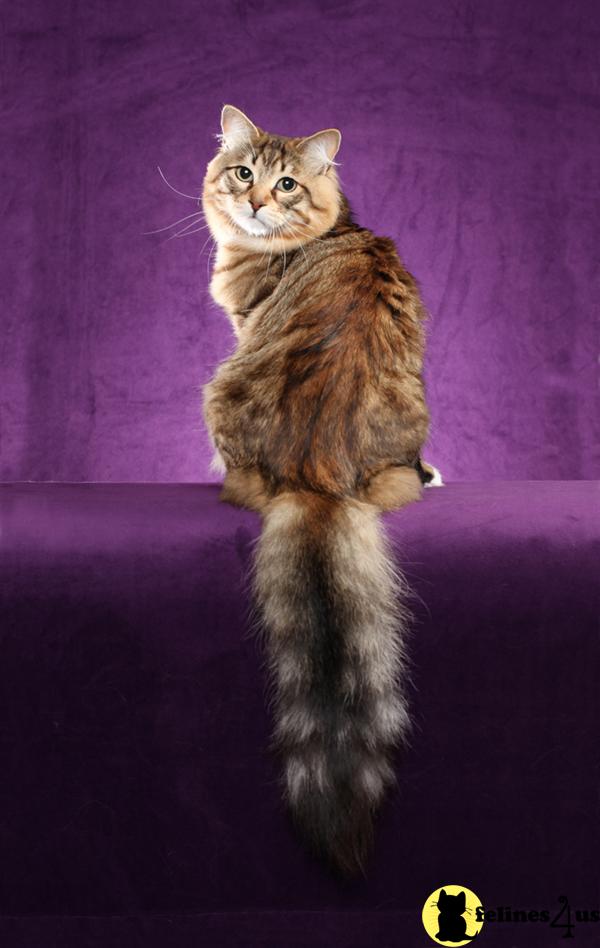 Siberian Cat for Sale Young retired breeding Siberian Male 11 Yrs and