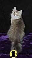 siberian kitten posted by cpclewis
