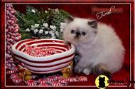 himalayan kitten posted by furrbcats