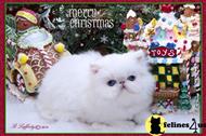 himalayan kitten posted by furrbcats