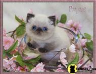 exotic shorthair kitten posted by furrbcats