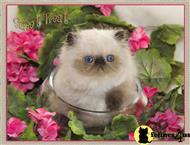 himalayan kitten posted by furrbcats