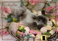 himalayan kitten posted by furrbcats