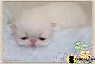 himalayan kitten posted by furrbcats