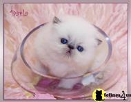 himalayan kitten posted by furrbcats