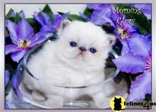 himalayan kitten posted by furrbcats