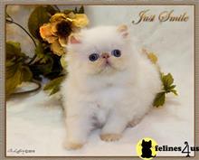 himalayan kitten posted by furrbcats