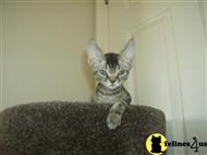 devon rex kitten posted by DevineDevons
