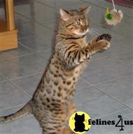 bengal cat posted by DONNA