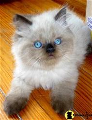 himalayan kitten posted by Pennys Persians