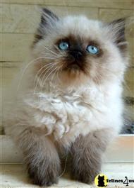 himalayan kitten posted by Pennys Persians