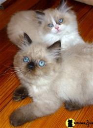 himalayan kitten posted by Pennys Persians