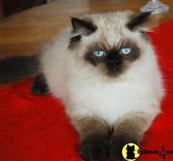 persian kitten posted by Pennys Persians