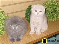 scottish fold kitten posted by doggydogworld12