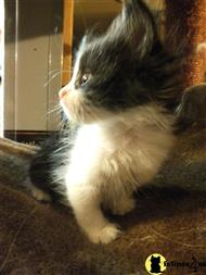 siberian kitten posted by ColdSpring Siberians