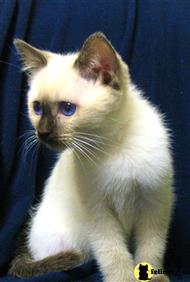 siamese kitten posted by kylieblue