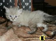 siberian kitten posted by landmark