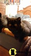 exotic shorthair kitten posted by drbeth