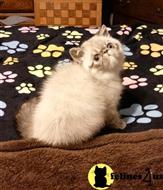 exotic shorthair kitten posted by drbeth