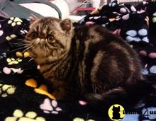 exotic shorthair kitten posted by drbeth