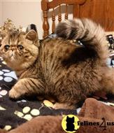 exotic shorthair kitten posted by drbeth