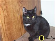 manx kitten posted by PussycatMsJane