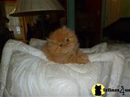 persian kitten posted by pattyshortcake21