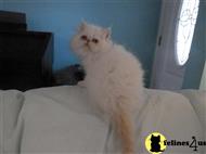 persian kitten posted by pattyshortcake21